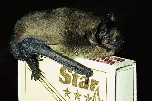 Fledermaus Noctalis